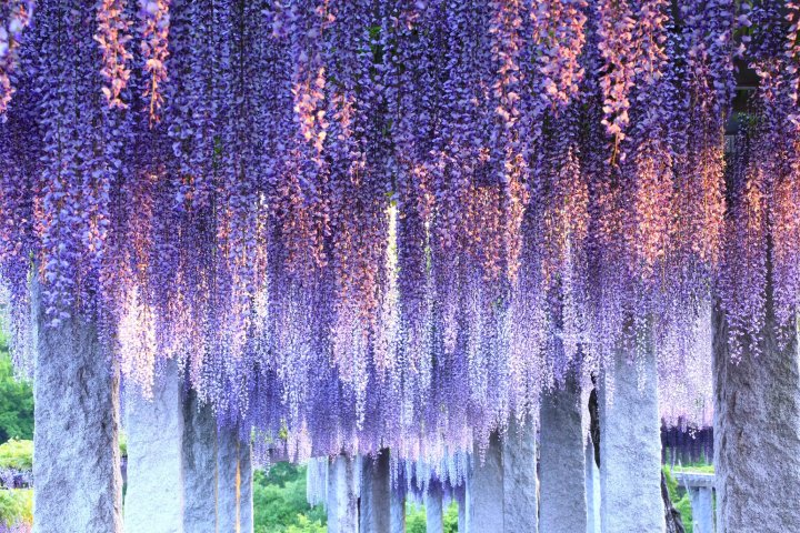 🌸 등나무 회랑(후지노카이로) 이미지 1